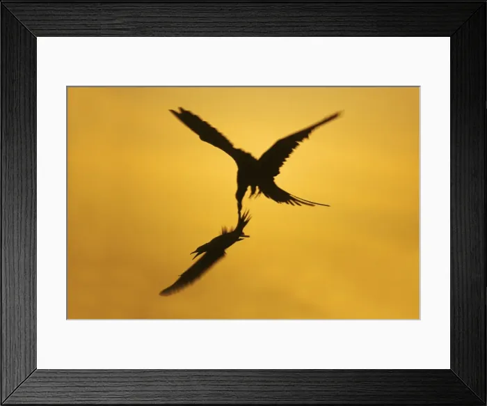 Framed Print : Great Frigatebird catching Red-Footed Booby (Sula sula) by thetail at Sunset Tower Island (Genovesa), Galapagos BI004849 Framed Print : Great Frigatebird catching Red-Footed Booby (Sula sula) by thetail at Sunset Tower Island (Genovesa), Galapagos BI004849