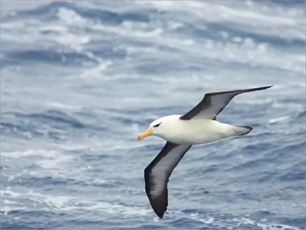 Black Browed Albatross - In flight over sea Antarctic Ocean BI007089