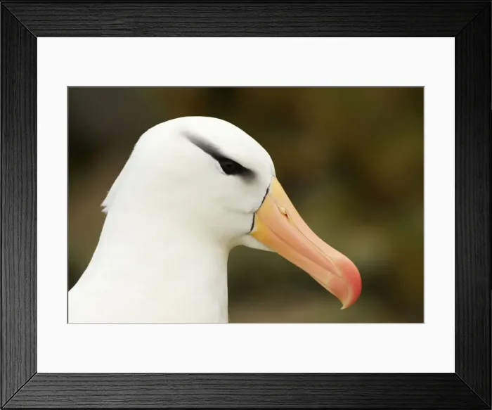 Framed Print : Black Browed Albatross - Close up of head New Island, Falklands. BI007093 Framed Print : Black Browed Albatross - Close up of head New Island, Falklands. BI007093