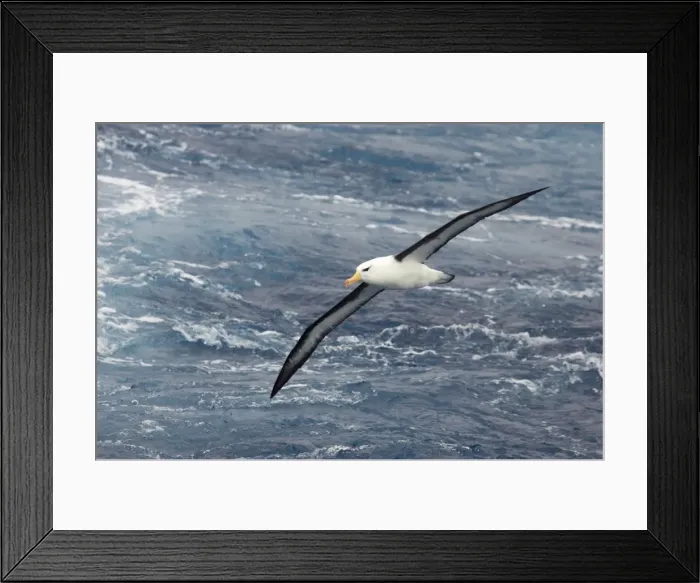 Framed Print : Black Browed Albatross - In flight over sea Antarctic Ocean BI007084 Framed Print : Black Browed Albatross - In flight over sea Antarctic Ocean BI007084
