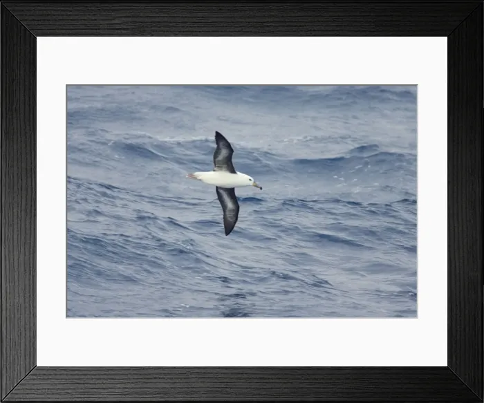 Framed Print : Black Browed Albatross - Immature in flight over sea Drake Passage, Antarctica. BI007043 Framed Print : Black Browed Albatross - Immature in flight over sea Drake Passage, Antarctica. BI007043