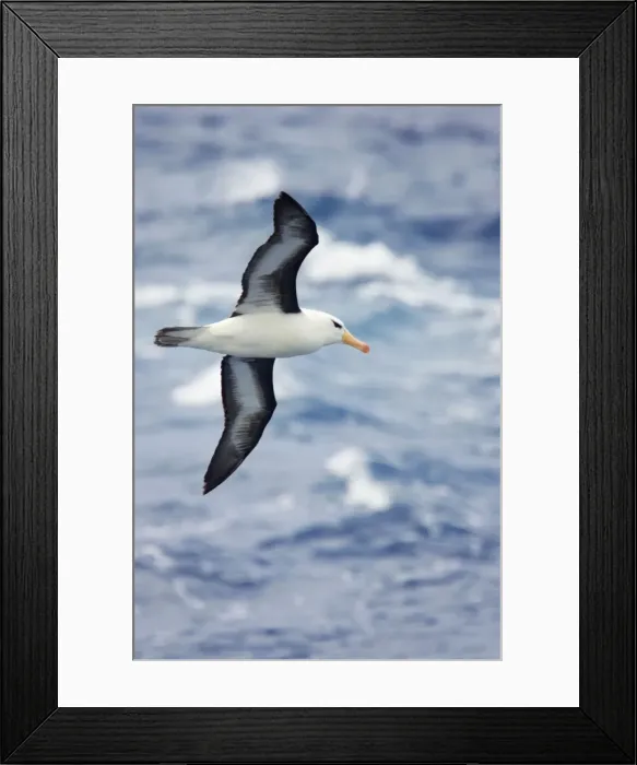 Framed Print : Black Browed Albatross - In Flight Over Sea Drake Passage, Antarctica. BI007053 Framed Print : Black Browed Albatross - In Flight Over Sea Drake Passage, Antarctica. BI007053