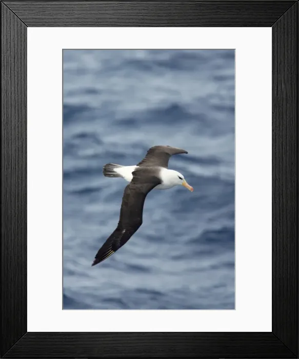 Framed Print : Black Browed Albatross - In Flight Over Sea Drake Passage, Antarctica. BI007056 Framed Print : Black Browed Albatross - In Flight Over Sea Drake Passage, Antarctica. BI007056