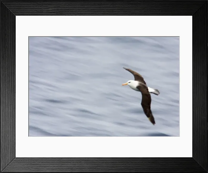 Framed Print : Black Browed Albatross - Slow Pan Off Steeple Jackson Island, Falklands. BI007082 Framed Print : Black Browed Albatross - Slow Pan Off Steeple Jackson Island, Falklands. BI007082
