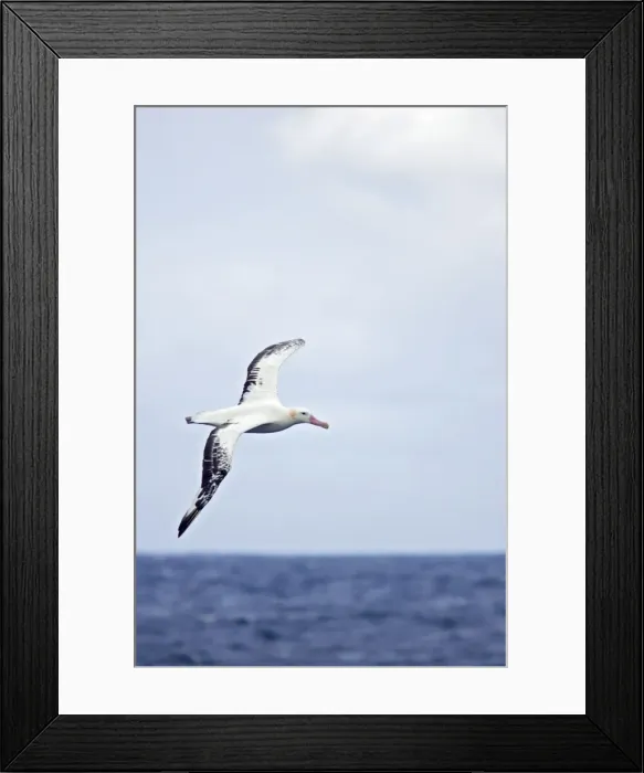 Framed Print : Royal Albatross - In flight over sea Drake Passage, Antarctica. BI007105 Framed Print : Royal Albatross - In flight over sea Drake Passage, Antarctica. BI007105