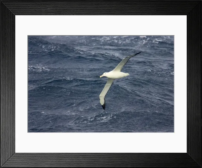 Framed Print : Royal Albatross - In flight over sea Drake Passage, Antarctica. BI007104 Framed Print : Royal Albatross - In flight over sea Drake Passage, Antarctica. BI007104