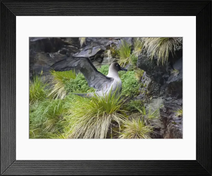 Framed Print : Light Mantled Sooty Albatross - Stretching on nest Phoebetria palpebrata Gold Harbour South Georgia BI007134 Framed Print : Light Mantled Sooty Albatross - Stretching on nest Phoebetria palpebrata Gold Harbour South Georgia BI007134