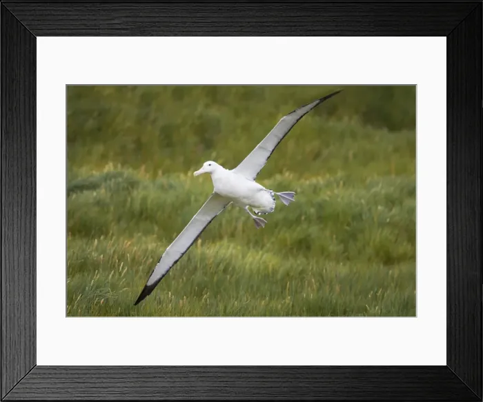 Framed Print : Wandering Albatross - Coming in to land Prion Island, South Georgia. BI007149 Framed Print : Wandering Albatross - Coming in to land Prion Island, South Georgia. BI007149