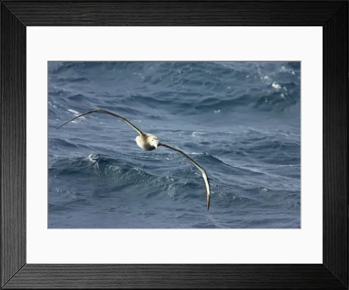 Framed Print : Wandering Albatross - In flight over sea Drake Passage Antarctica BI007196 Framed Print : Wandering Albatross - In flight over sea Drake Passage Antarctica BI007196