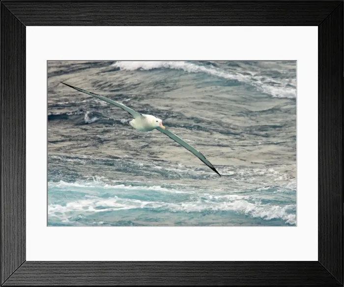 Framed Print : Wandering Albatross - In flight over sea Antarctic Ocean BI007224 Framed Print : Wandering Albatross - In flight over sea Antarctic Ocean BI007224