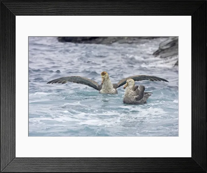 Framed Print : Northern Giant Petrel - After fight Royal Bay South Georgia BI007283 Framed Print : Northern Giant Petrel - After fight Royal Bay South Georgia BI007283