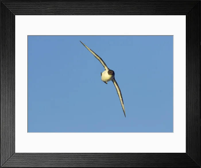 Framed Print : Pintado / Cape Petrel - In flight Antarctic Ocean BI007416 Framed Print : Pintado / Cape Petrel - In flight Antarctic Ocean BI007416