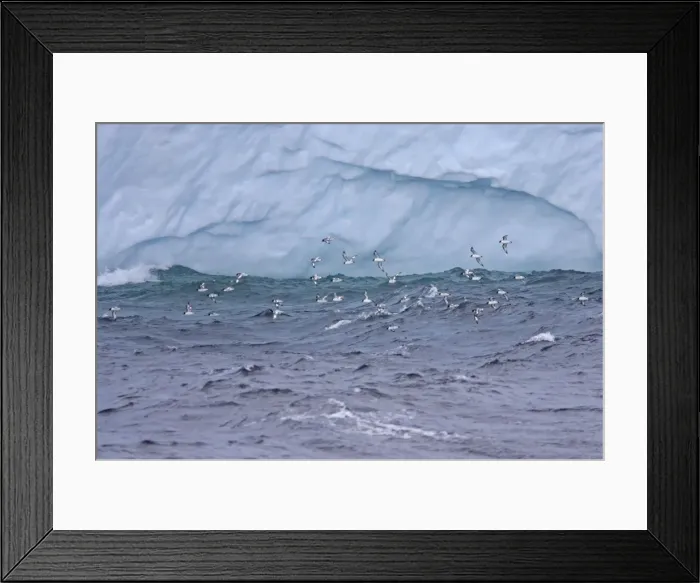Framed Print : Pintado or Cape Petrel - Flock in flight near iceberg South Orkney Islands, Antarctica. BI007428 Framed Print : Pintado or Cape Petrel - Flock in flight near iceberg South Orkney Islands, Antarctica. BI007428