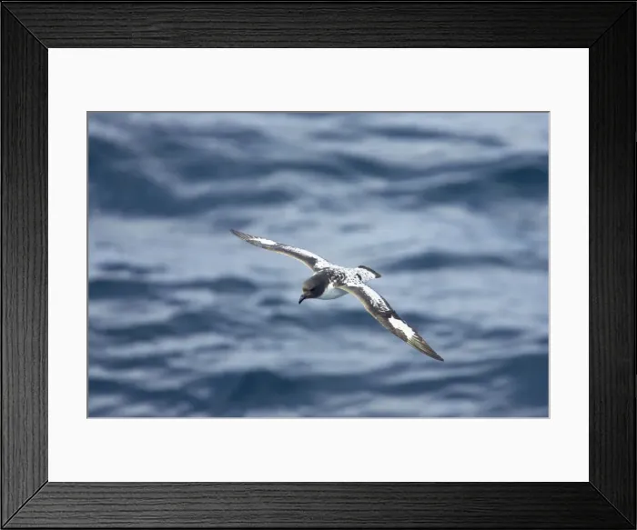 Framed Print : Pintado or Cape Petrel - In flight over sea Antarctic Penninsular BI007430 Framed Print : Pintado or Cape Petrel - In flight over sea Antarctic Penninsular BI007430