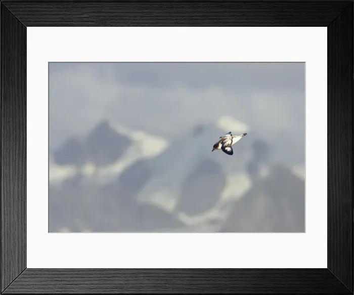 Framed Print : Pintado or Cape Petrel - With Mountains in background South Orkney Islands, Antarctica. BI007420 Framed Print : Pintado or Cape Petrel - With Mountains in background South Orkney Islands, Antarctica. BI007420