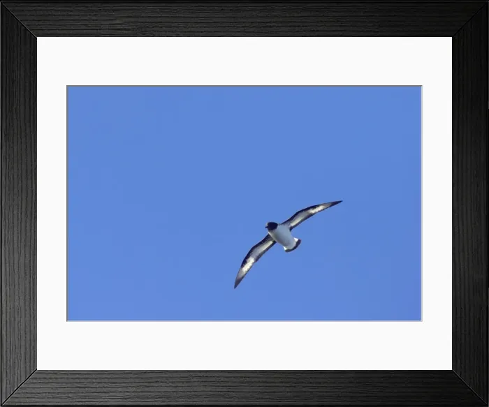 Framed Print : Pintado or Cape Petrel - In flight South Orkney Islands, Antarctica. BI007423