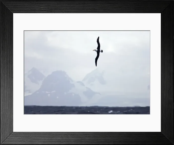 Framed Print : Black Browed Albatross - In flight with South Georgia in the background, South Georgia. BI007447 Framed Print : Black Browed Albatross - In flight with South Georgia in the background, South Georgia. BI007447