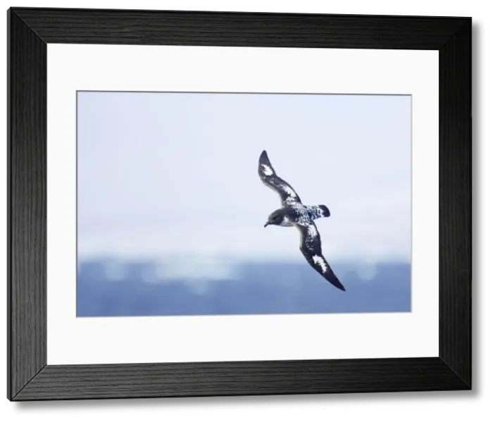 Framed Print : Pintado or Cape Petrel - In flight over sea Antarctic Penninsular BI007439 Framed Print : Pintado or Cape Petrel - In flight over sea Antarctic Penninsular BI007439