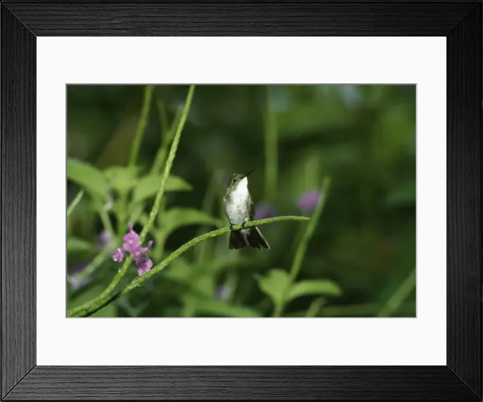Framed Print : White-chested Emerald Hummingbird Framed Print : White-chested Emerald Hummingbird