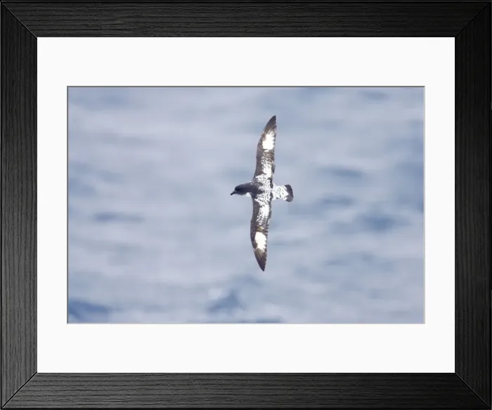 Framed Print : Pintado or Cape Petrel - In flight over sea Antarctic Ocean BI007440 Framed Print : Pintado or Cape Petrel - In flight over sea Antarctic Ocean BI007440
