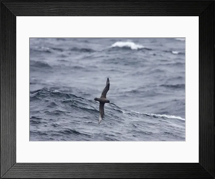 Framed Print : White-Chinned Petrel - In flight over sea Antarctic Ocean BI007525 Framed Print : White-Chinned Petrel - In flight over sea Antarctic Ocean BI007525
