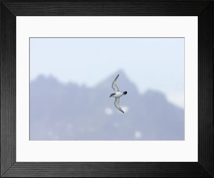 Framed Print : Antarctic Prion - In flight with South Georgia in the background Antarctic Ocean around South Georgia BI008480 Framed Print : Antarctic Prion - In flight with South Georgia in the background Antarctic Ocean around South Georgia BI008480