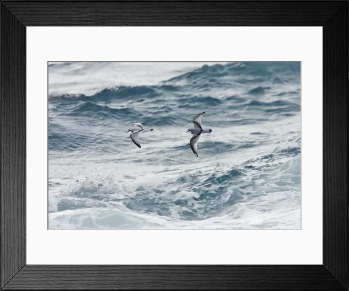 Framed Print : Antarctic Prion - In flight over sea Antarctic Ocean around South Georgia BI008482 Framed Print : Antarctic Prion - In flight over sea Antarctic Ocean around South Georgia BI008482