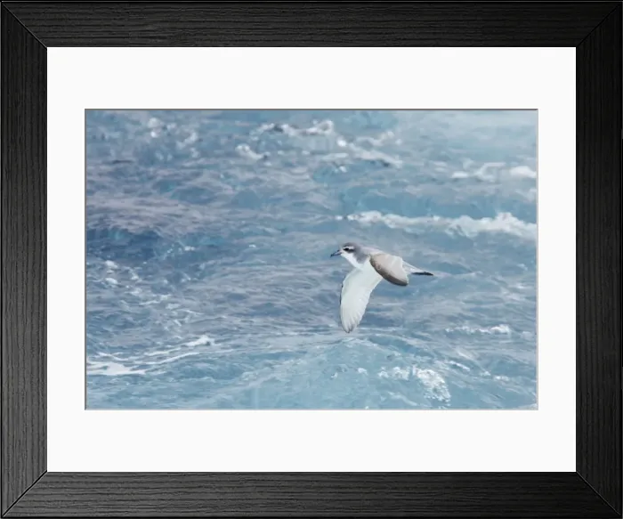 Framed Print : Antarctic Prion - In flight over sea Antarctic Ocean around South Georgia BI008506 Framed Print : Antarctic Prion - In flight over sea Antarctic Ocean around South Georgia BI008506