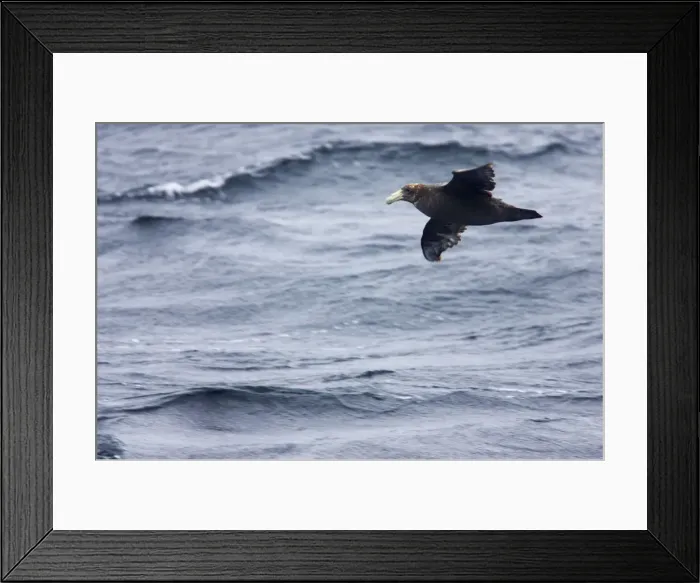 Framed Print : Southern Giant Petrel - 1st stage juvenile in flight over sea Falklands Islands BI007325 Framed Print : Southern Giant Petrel - 1st stage juvenile in flight over sea Falklands Islands BI007325