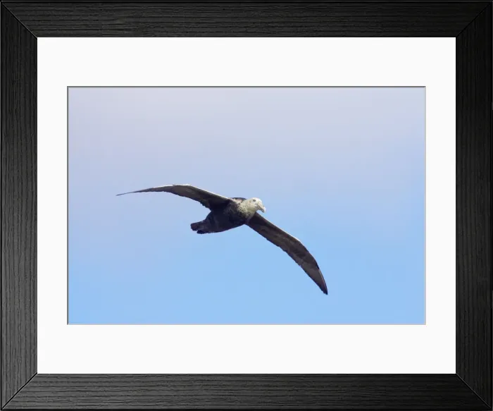 Framed Print : Southern Giant Petrel - In flight Stanley, Falklands Islands. BI007335