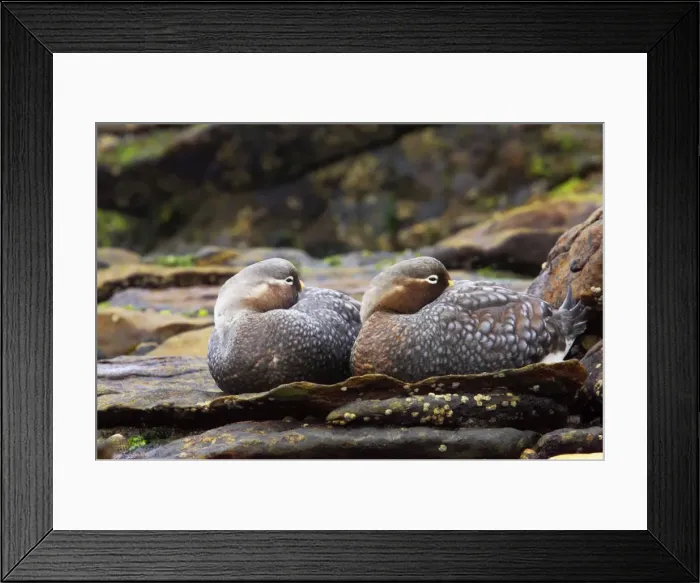 Framed Print : Falklands Flightless Steamer Duck - Pair Carcass Island, Falklands. BI007479 Framed Print : Falklands Flightless Steamer Duck - Pair Carcass Island, Falklands. BI007479