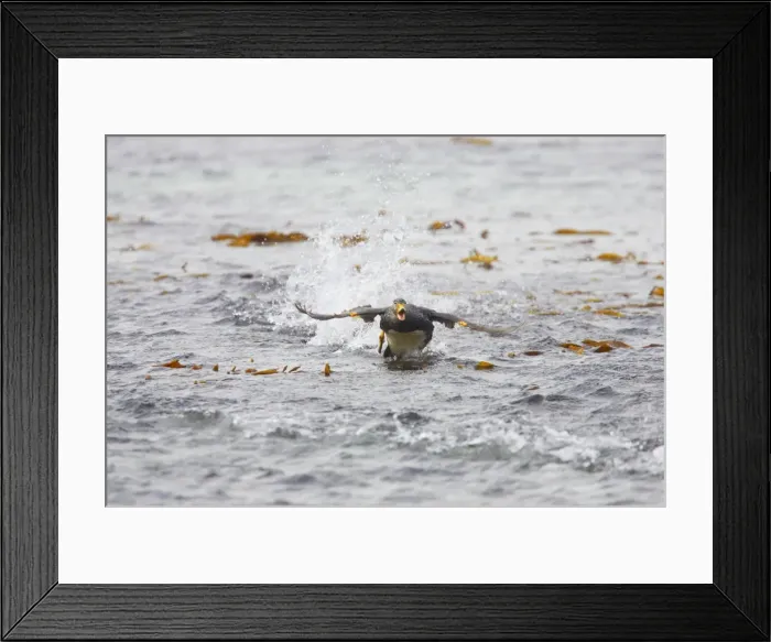 Framed Print : Falklands Flightless Steamer Duck - Steaming Carcass Island, Falklands. BI007493 Framed Print : Falklands Flightless Steamer Duck - Steaming Carcass Island, Falklands. BI007493