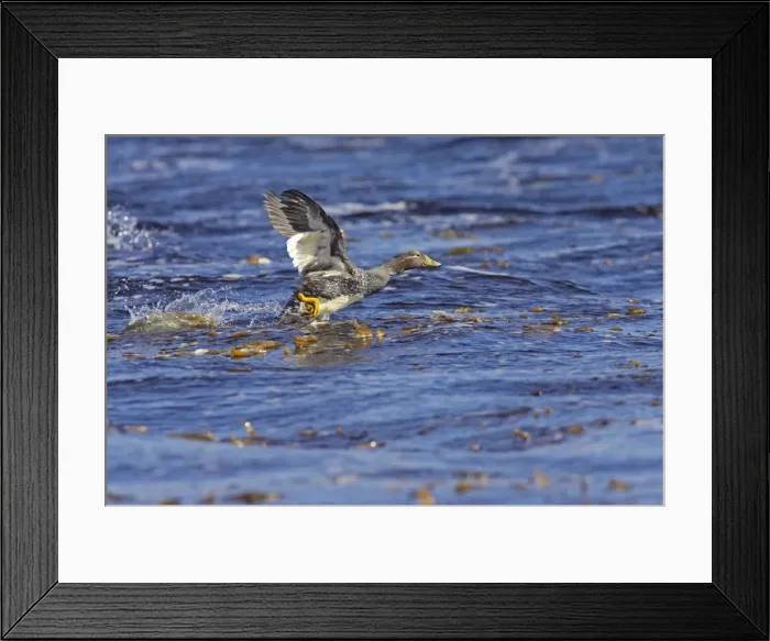 Framed Print : Falklands Flightless Steamer Duck - Steaming Stanley, Falklands. BI007504
