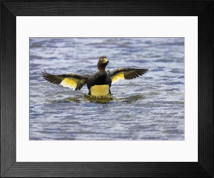 Framed Print : Falklands Flightless Steamer Duck - Stretching wings Carcass Island, Falklands. BI007482 Framed Print : Falklands Flightless Steamer Duck - Stretching wings Carcass Island, Falklands. BI007482