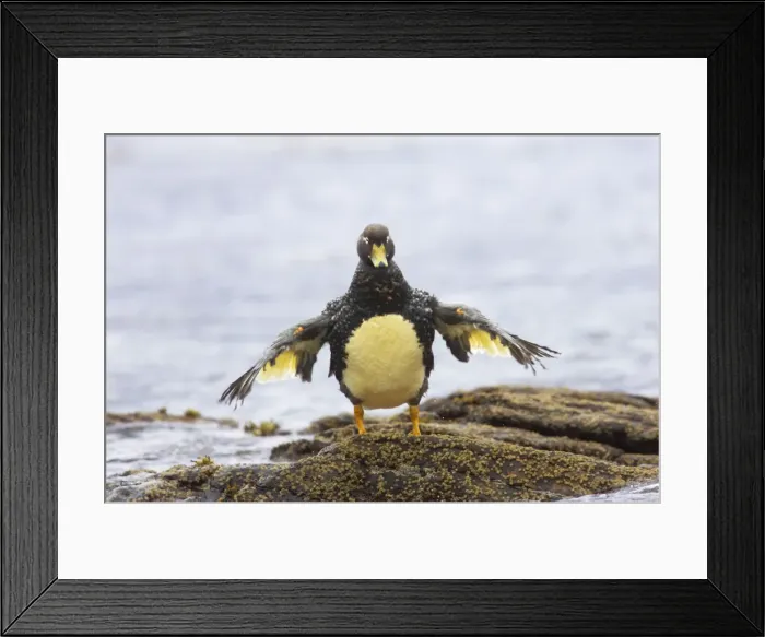 Framed Print : Falklands Flightless Steamer Duck - Stretching wings Carcass Island, Falklands. BI007483 Framed Print : Falklands Flightless Steamer Duck - Stretching wings Carcass Island, Falklands. BI007483