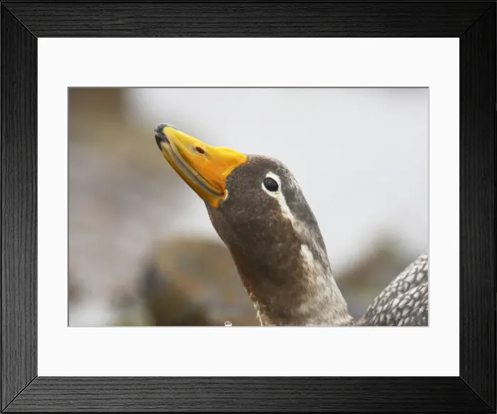 Framed Print : Falklands Flightless Steamer Duck - Head Carcass Island, Falklands BI007487 Framed Print : Falklands Flightless Steamer Duck - Head Carcass Island, Falklands BI007487