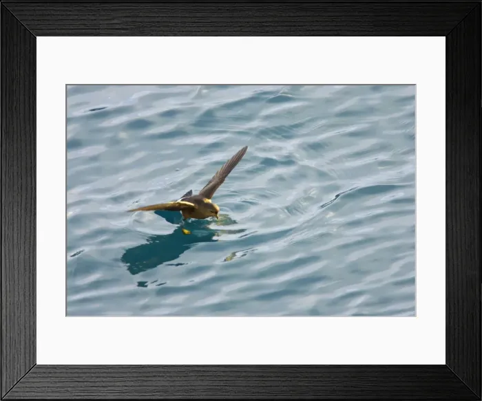 Framed Print : Wilson's Storm-Petrel - Feeding in sheltered bay Neko Harbour, Antarctic Penninsular BI007538 Framed Print : Wilson's Storm-Petrel - Feeding in sheltered bay Neko Harbour, Antarctic Penninsular BI007538