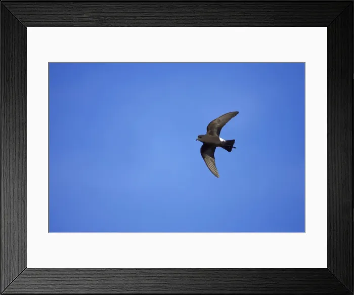 Framed Print : Wilson's Storm-Petrel - In flight Paulette Island, Antarctic Penninsular BI007573 Framed Print : Wilson's Storm-Petrel - In flight Paulette Island, Antarctic Penninsular BI007573