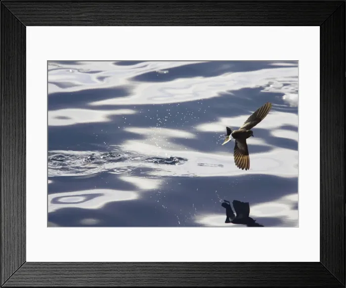 Framed Print : Wilson's Storm-Petrel - Feeding in sheltered bay Neko Harbour, Antarctic Penninsular BI007552 Framed Print : Wilson's Storm-Petrel - Feeding in sheltered bay Neko Harbour, Antarctic Penninsular BI007552