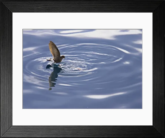 Framed Print : Wilson's Storm-Petrel - Feeding in sheltered bay Neko Harbour, Antarctic Penninsular BI007549 Framed Print : Wilson's Storm-Petrel - Feeding in sheltered bay Neko Harbour, Antarctic Penninsular BI007549