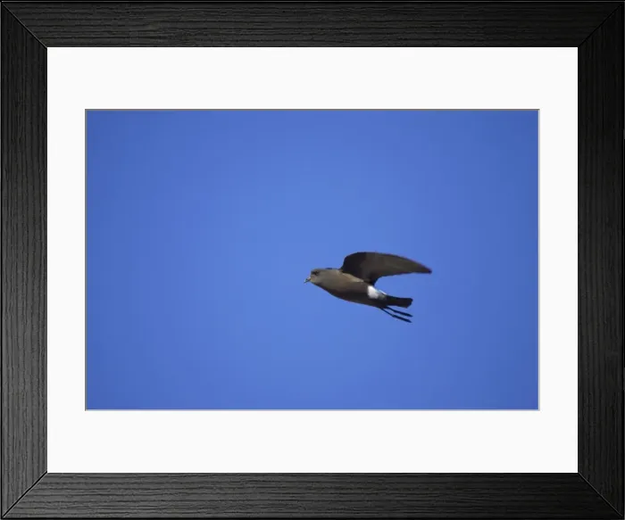 Framed Print : Wilson's Storm-Petrel - In flight Paulette Island, Antarctic Penninsular BI007571