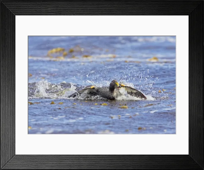 Framed Print : Falklands Flightless Steamer Duck - Steaming Stanley, Falklands BI007508 Framed Print : Falklands Flightless Steamer Duck - Steaming Stanley, Falklands BI007508