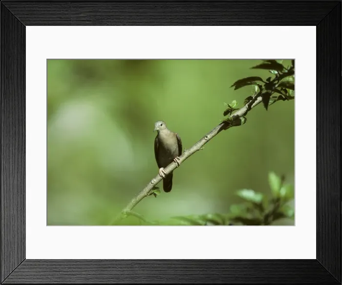 Framed Print : Ruddy Ground Dove Trinidad BI006917 Framed Print : Ruddy Ground Dove Trinidad BI006917