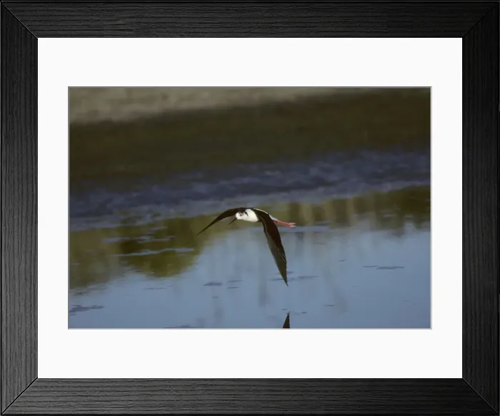 Framed Print : Black Necked Stilt - In Flight Lesbos, Greece BI006875 Framed Print : Black Necked Stilt - In Flight Lesbos, Greece BI006875
