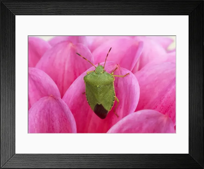 Framed Print : Green Shield Bug - On Pink Dahlia Palomena prasina Essex, UK IN000524 Framed Print : Green Shield Bug - On Pink Dahlia Palomena prasina Essex, UK IN000524