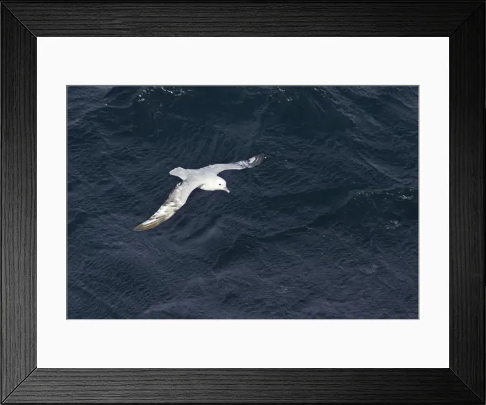 Framed Print : Antarctic Fulmar - In flight over sea Fulmarus glacialoides Antarctic Penninsular BI007237 Framed Print : Antarctic Fulmar - In flight over sea Fulmarus glacialoides Antarctic Penninsular BI007237