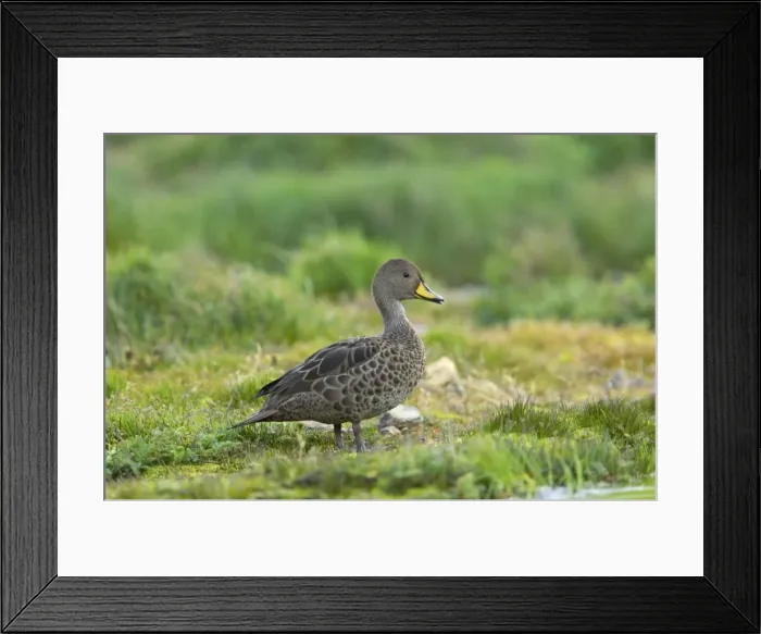 Framed Print : South Georgia Pintail Anas georgica race georgica Grytviken South Georgia BI007266 Framed Print : South Georgia Pintail Anas georgica race georgica Grytviken South Georgia BI007266