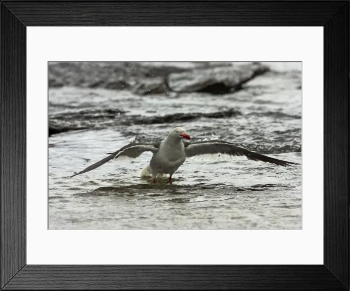 Framed Print : Dolphin Gull - Washing Larus scoresbii Saunders Island Falklands BI007357 Framed Print : Dolphin Gull - Washing Larus scoresbii Saunders Island Falklands BI007357