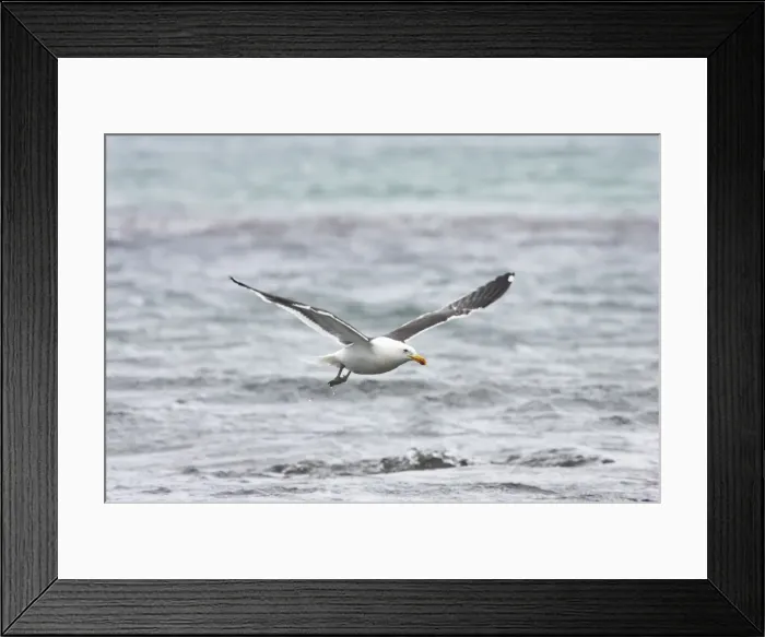Framed Print : Kelp / Southern Black Backed Gull - Taking off Larus dominicanus Saunders Island Falklands BI007358 Framed Print : Kelp / Southern Black Backed Gull - Taking off Larus dominicanus Saunders Island Falklands BI007358
