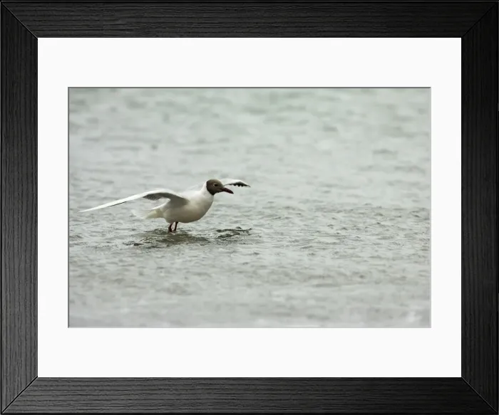 Framed Print : Brown Hooded Gull - Taking off from sea Larus maculipennis Saunders Island Falklands BI007359 Framed Print : Brown Hooded Gull - Taking off from sea Larus maculipennis Saunders Island Falklands BI007359